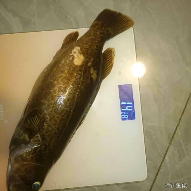 斑鳜钓获 1kg