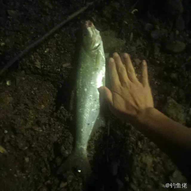 翘嘴鲌钓获 1.1kg
