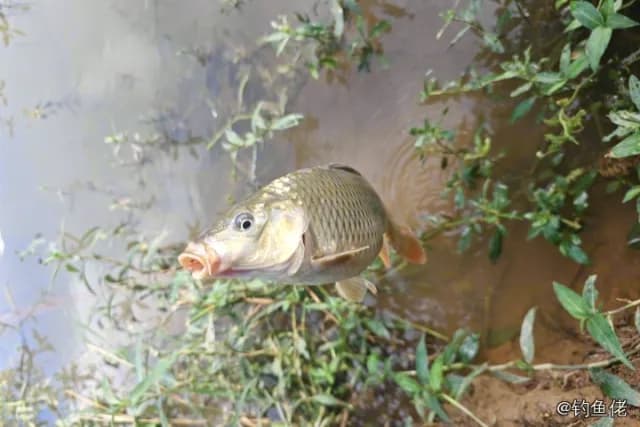 鲤鱼钓获 0.05kg