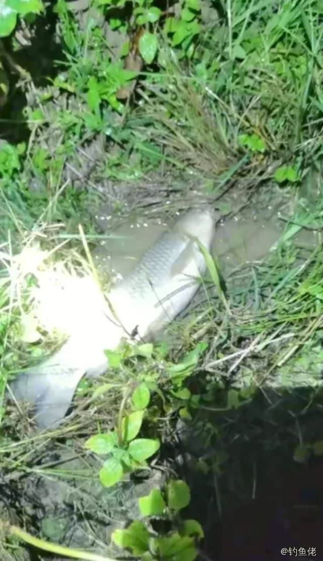 草鱼钓获 3.7kg