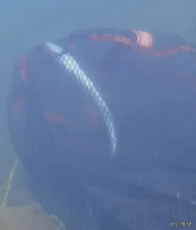 草鱼钓获 4.5kg