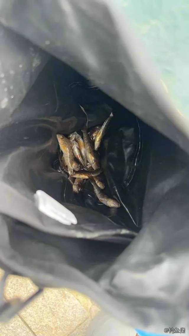 小黄鱼钓获 1kg