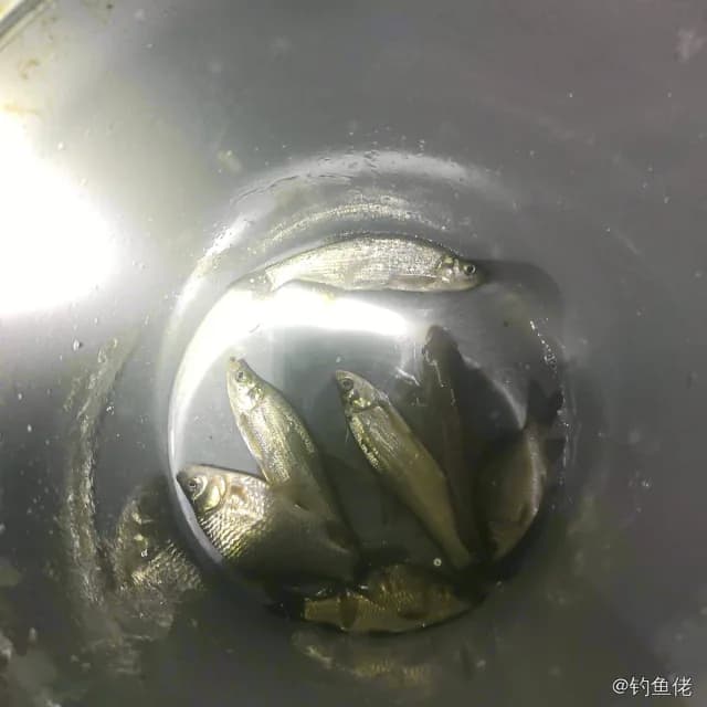 鲫鱼钓获 1.3kg