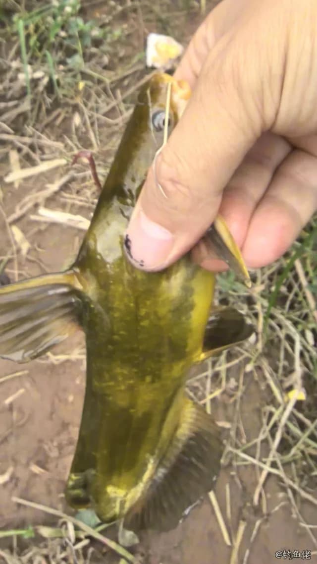 黄颡鱼钓获 0.03kg