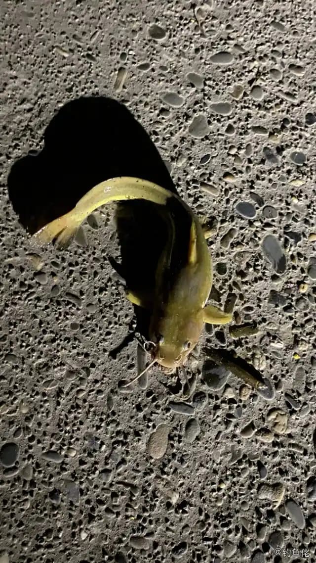 黄颡鱼钓获 0.5kg
