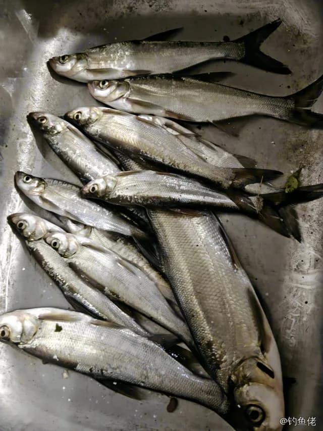 翘嘴鲌钓获 1kg