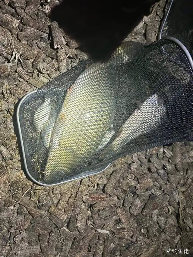鲤鱼钓获 5.4kg