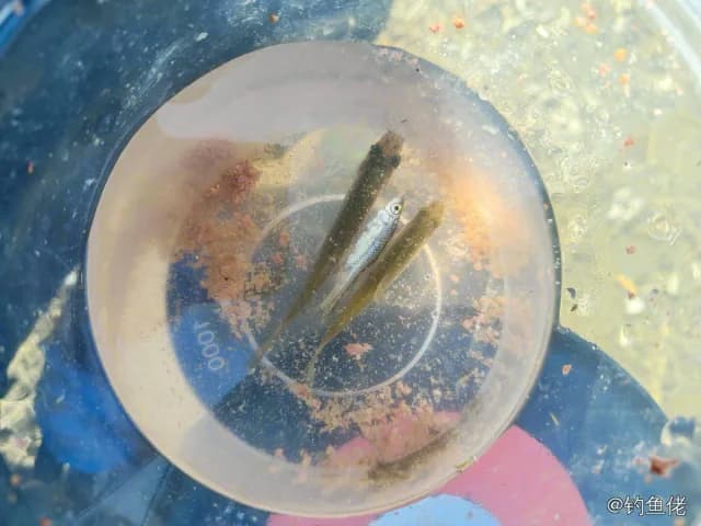 白条钓获 0.1kg