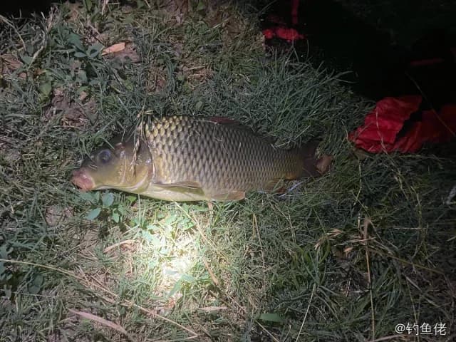 鲤鱼钓获 4.6kg