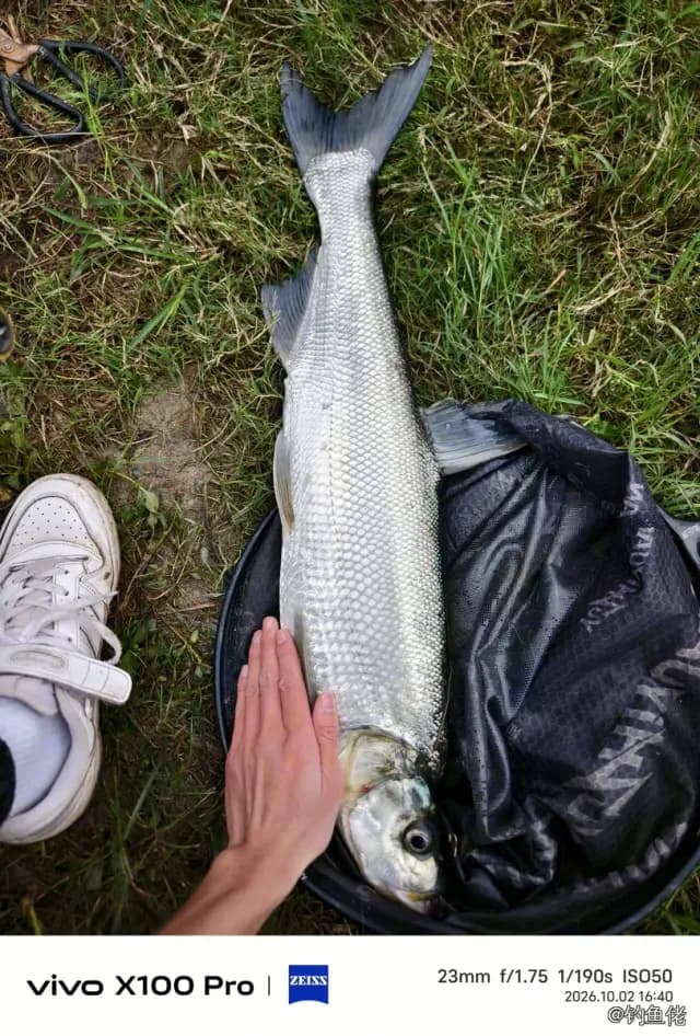 翘嘴鲌钓获 2.8kg