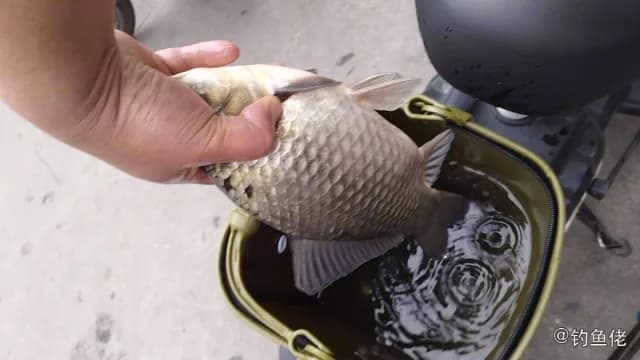 鲫鱼钓获 0.45kg