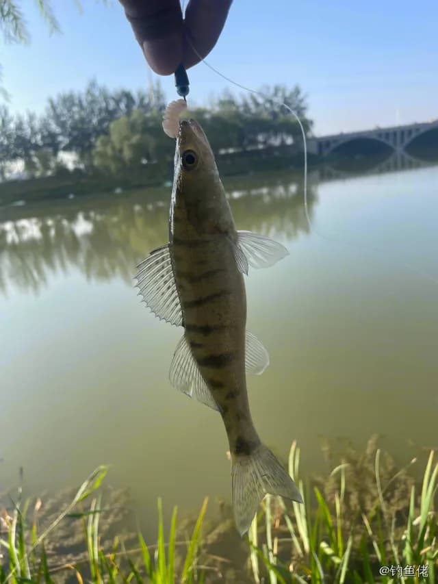 白梭吻鲈钓获 0.1kg