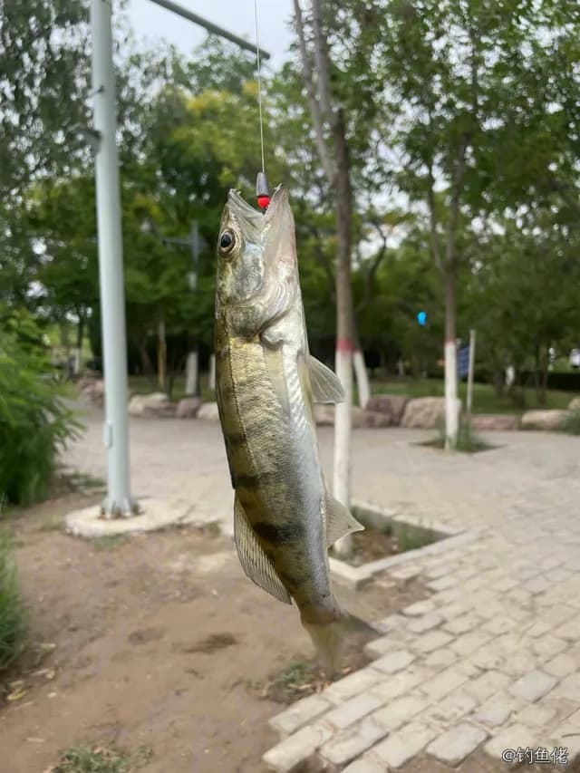白梭吻鲈钓获 0.4kg