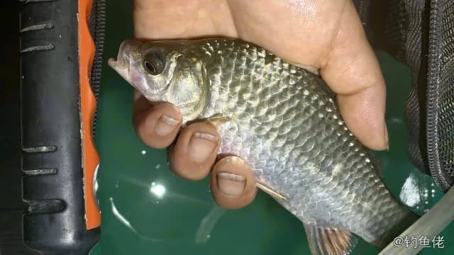 鲫鱼钓获 0.45kg