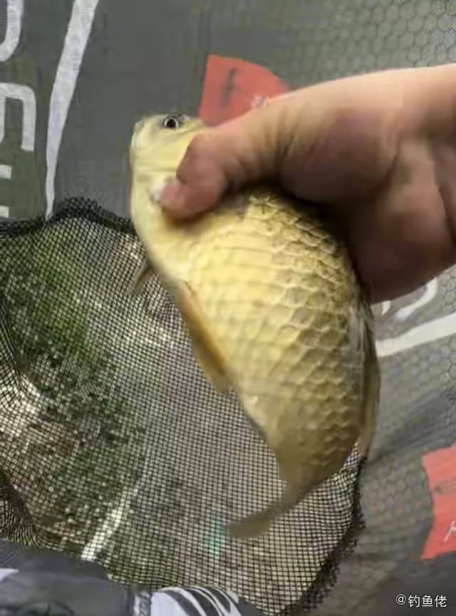 鲫鱼钓获 0.3kg