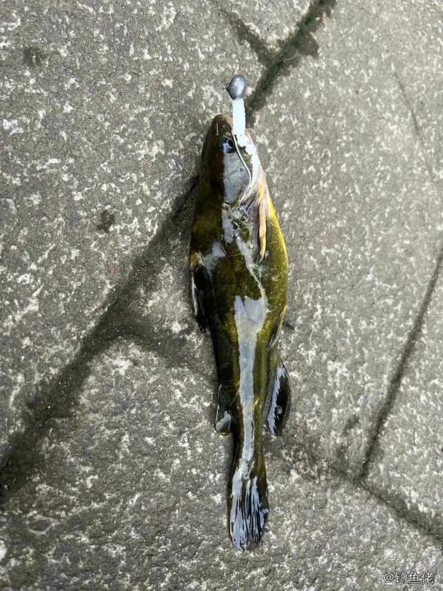黄颡鱼钓获 0.2kg