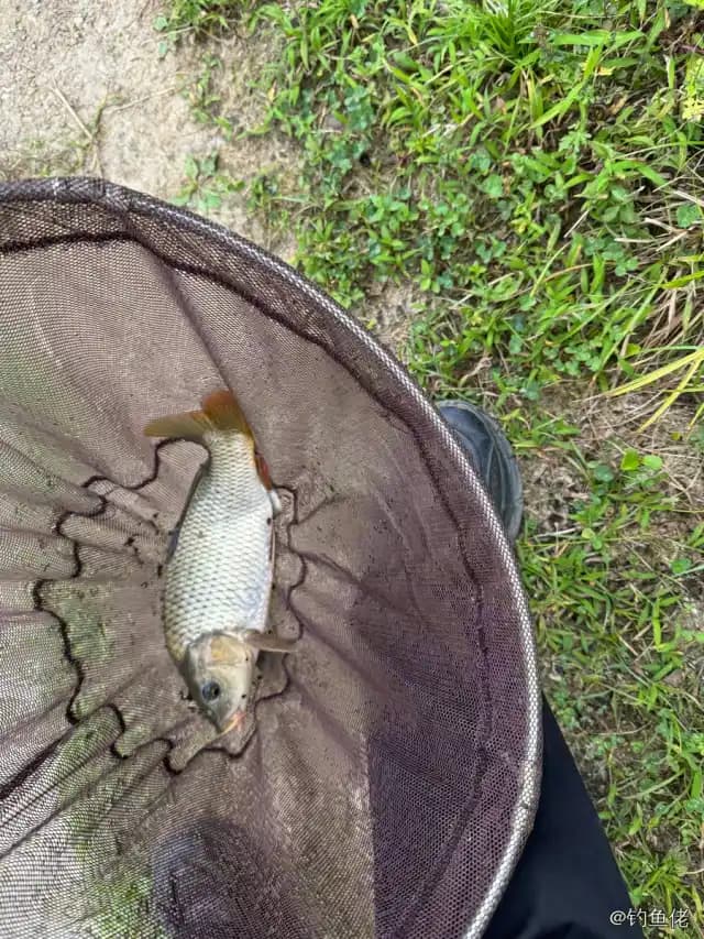 鲤鱼钓获 4kg