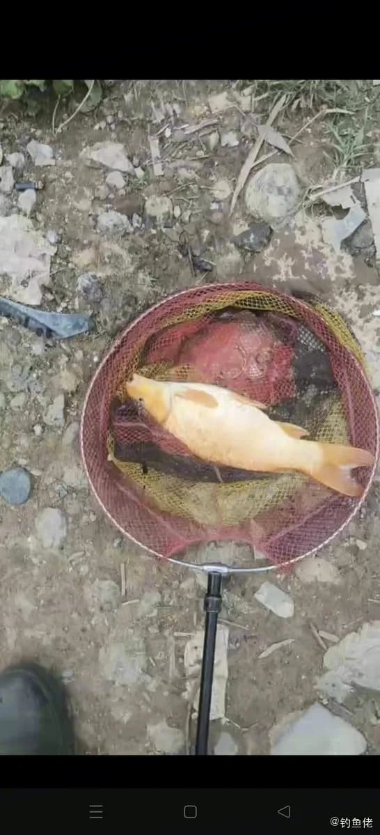 鲤鱼钓获 1.25kg
