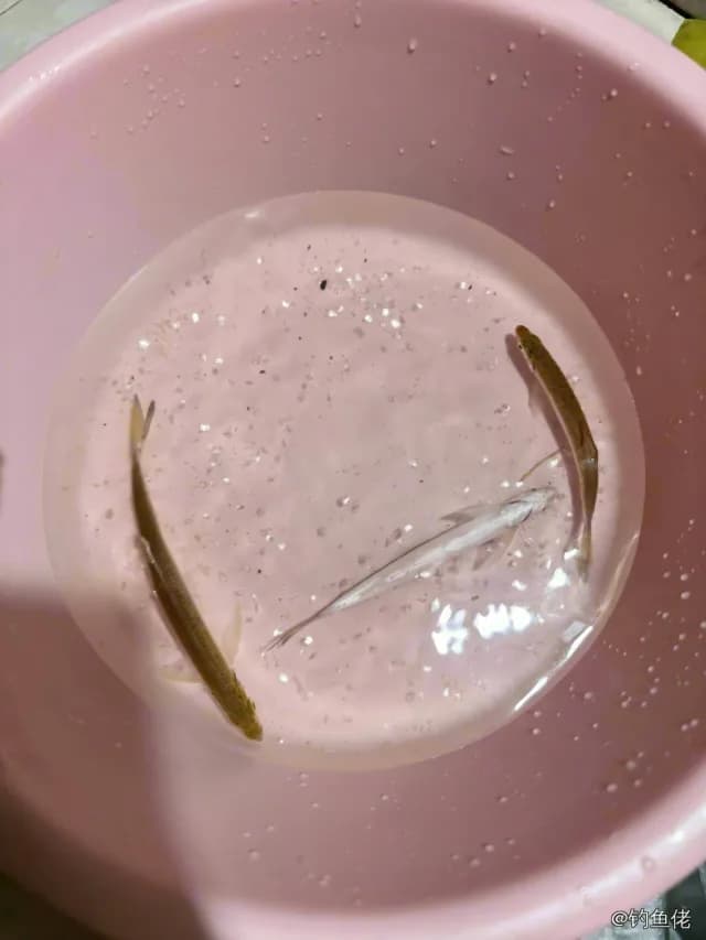 白条钓获 0.1kg