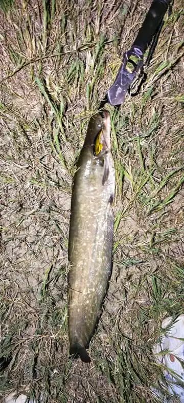 鲶鱼钓获 3kg