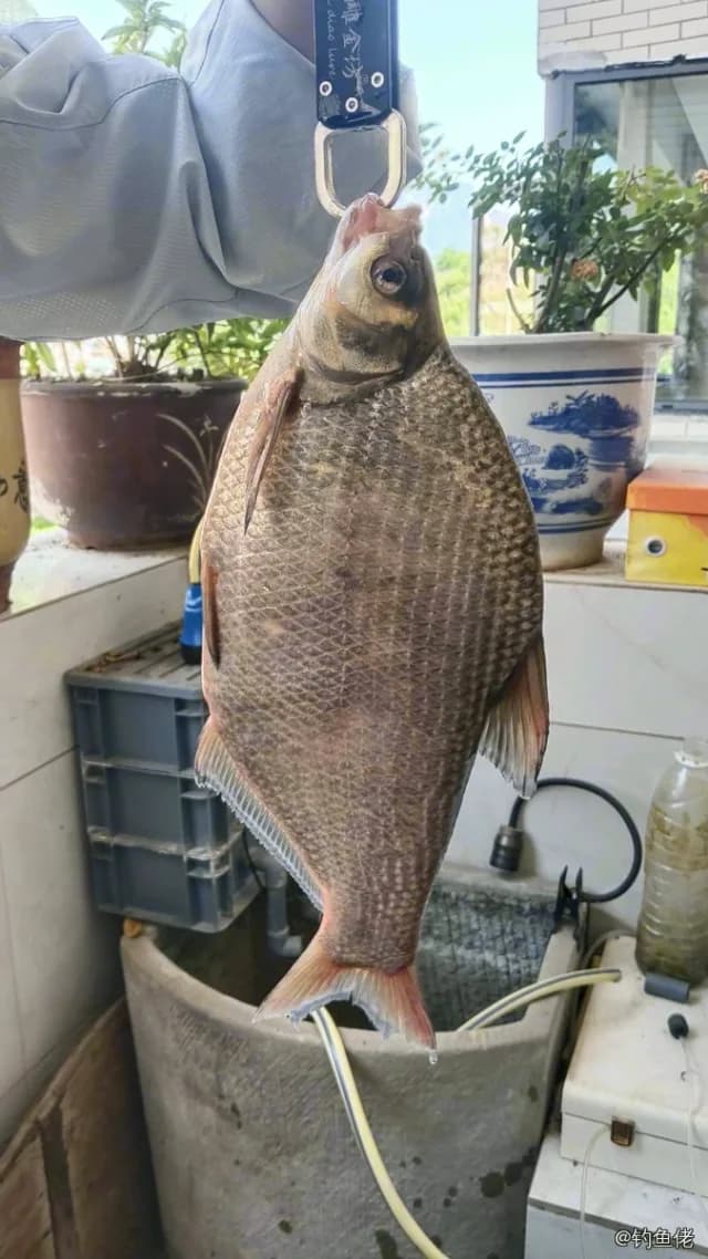 团头鲂钓获 1.1kg