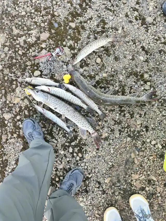 瓦氏雅罗鱼钓获 0.3kg