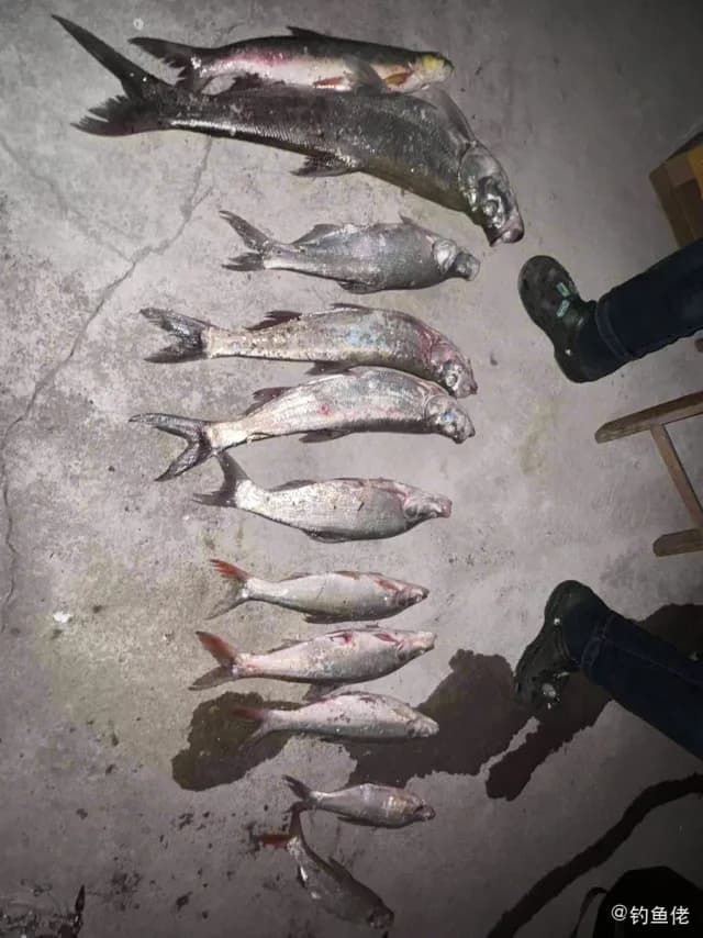 翘嘴鲌钓获 2.6kg