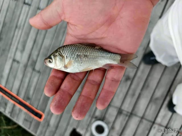 鲫鱼钓获 0.45kg