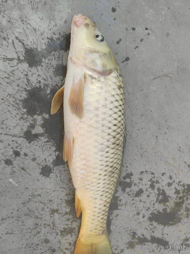 鲤鱼钓获 5.1kg