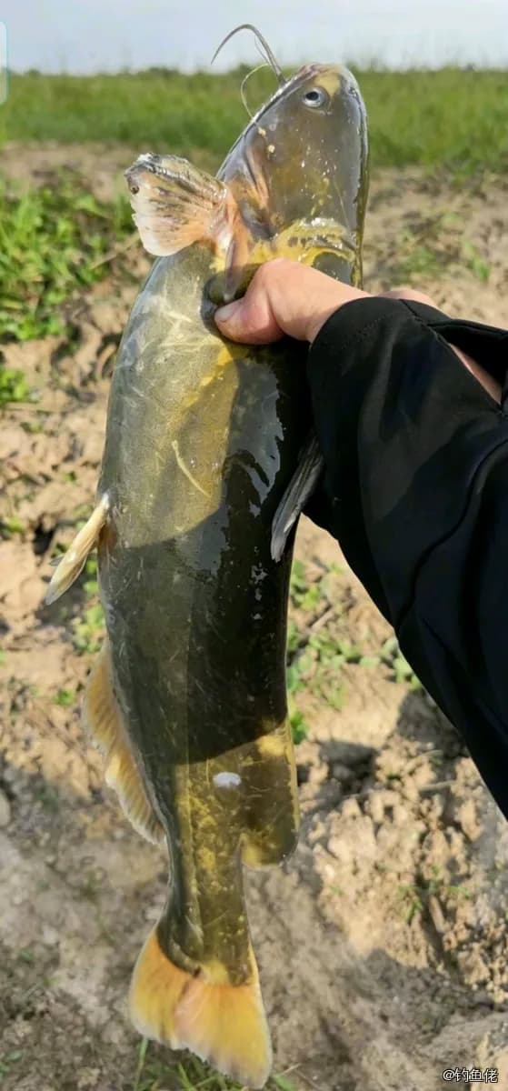 黄颡鱼钓获 0.03kg