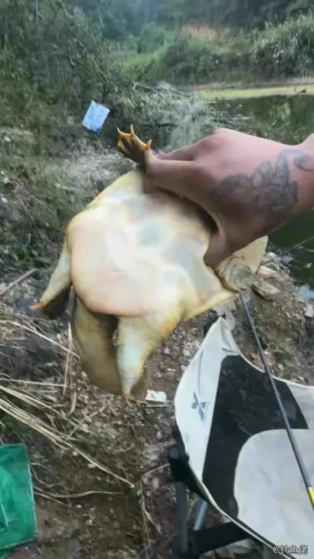 鳜鱼钓获 3kg