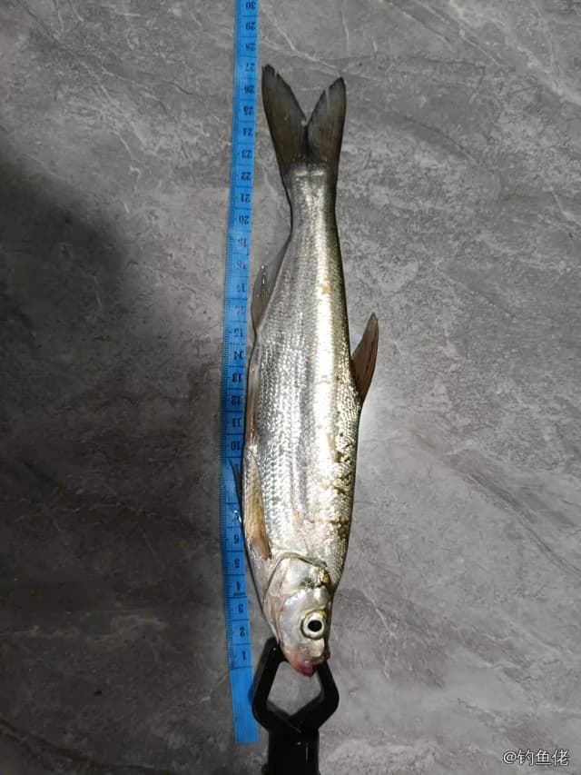 翘嘴鲌钓获 1kg