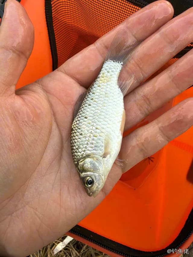 鲫鱼钓获 0.1kg