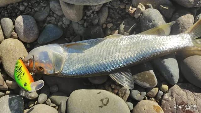 马口鱼钓获 0.1kg