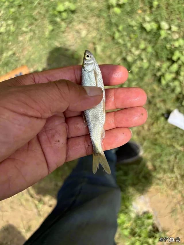白条钓获 0.15kg