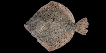 大菱鲆（Scophthalmus maximus）图片