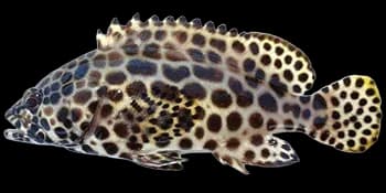 蜂巢石斑鱼（Epinephelus merra）图片