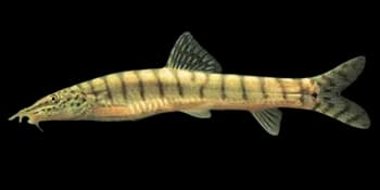 花斑副沙鳅（Parabotia fasciata）图片