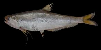 黄鲫（Setipinna tenuifilis）图片