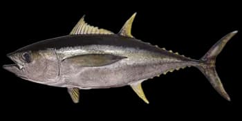 黄鳍金枪鱼（Thunnus albacares）图片
