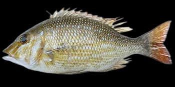 星斑裸颊鲷（Lethrinus nebulosus）图片