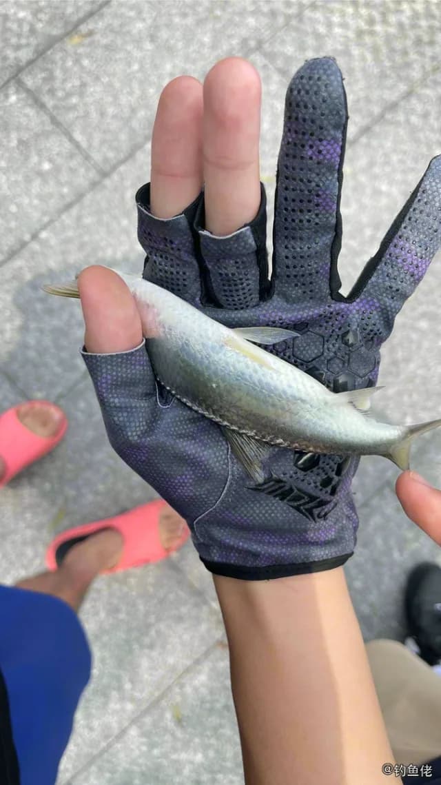 白条钓获 广州市 0.1kg