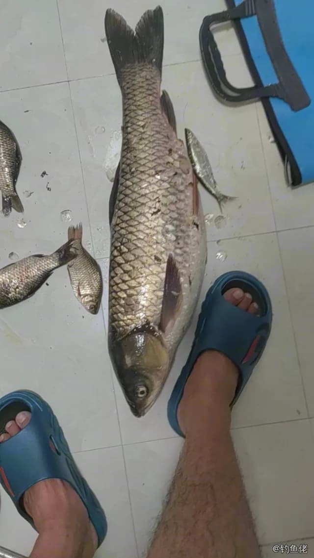 草鱼钓获 黄冈市 4.5kg