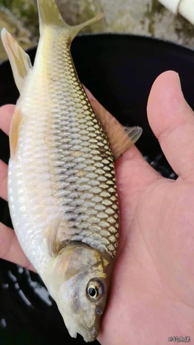 侧条光唇鱼钓获 永州市 0.2kg