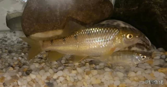 侧条光唇鱼钓获 佛山市 0.6kg