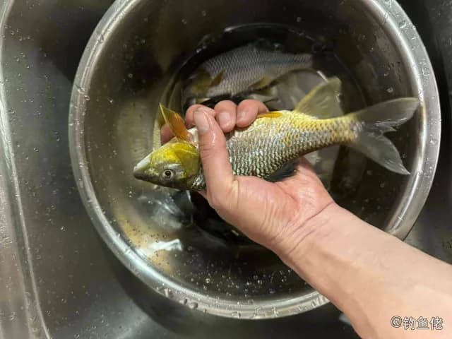 侧条光唇鱼钓获 南平市 0.3kg