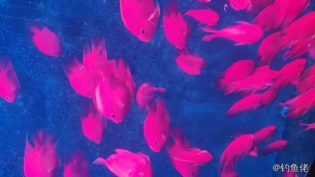 叉纹蝴蝶鱼钓获 北京市 1kg