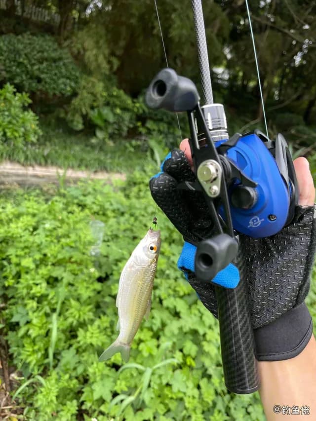 赤眼鳟钓获 南宁市 0.2kg