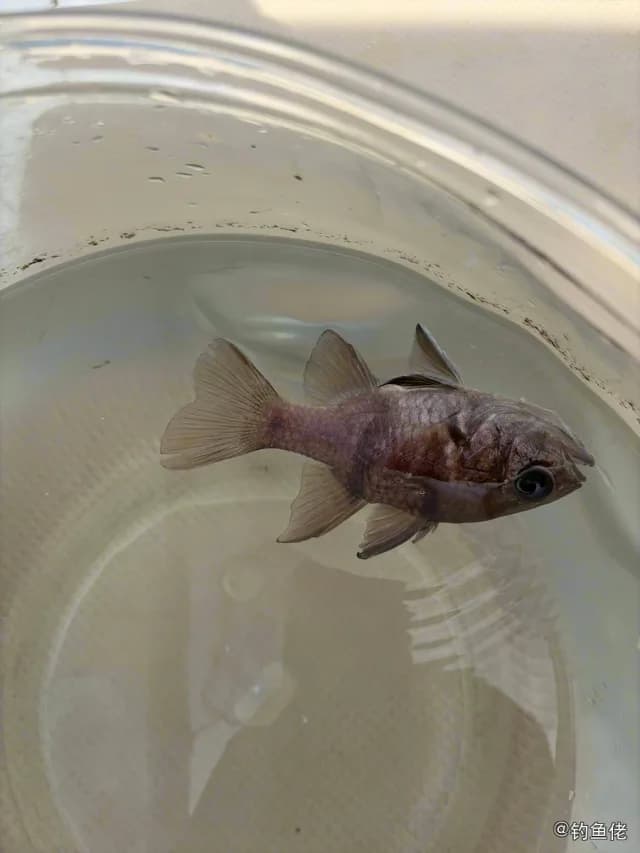 垂带天竺鲷钓获 三亚市 0.6kg