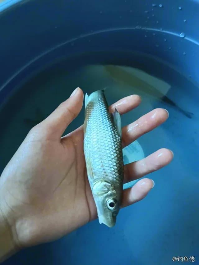 唇䱻钓获 商洛市 1kg